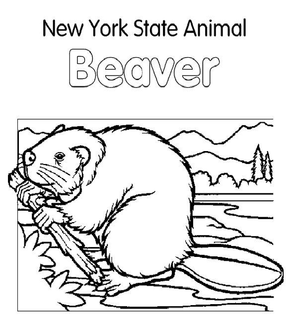 New York Beaver