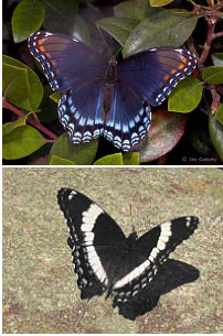 Red Spotted Purple or White Admiral