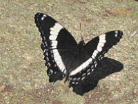 White-Admiral
