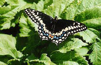 Black Swallowtail