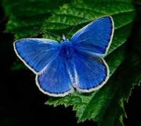 Karner Blue Butterfly