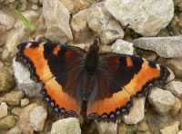 Milbert's Tortoiseshell