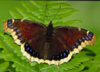 Mourning Cloak